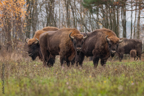  impressive giant wild bison grazing peacefully in the autumn scenery