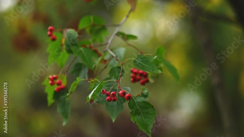 Hawthorn medicinal plant with berries