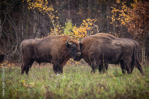  impressive giant wild bison grazing peacefully in the autumn scenery