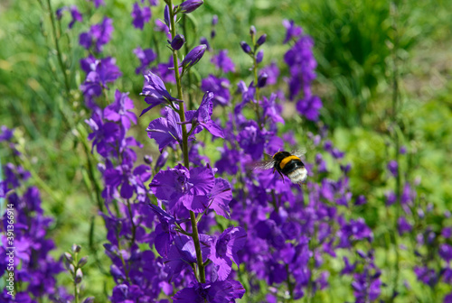 Close-up many bright purple flowers of Delphinium ajacis with bumblebee. photo