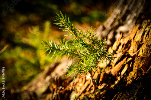 Leben auf Tod, Baum auf Baumstumpf
