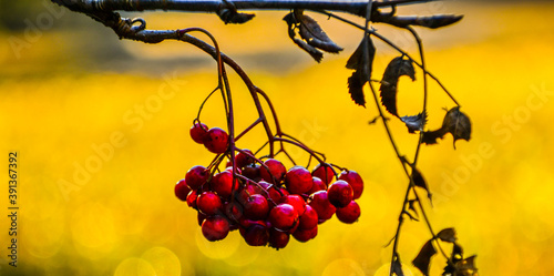 Vogelbeeren