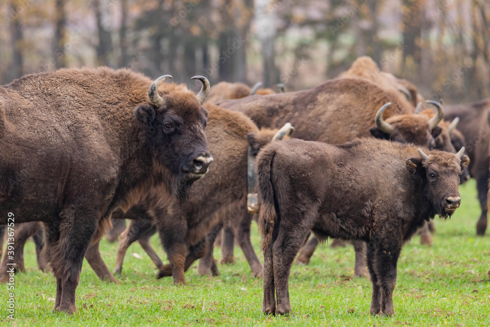 impressive giant wild bison grazing peacefully in the autumn scenery
impressive giant wild bison grazing peacefully in the autumn scenery