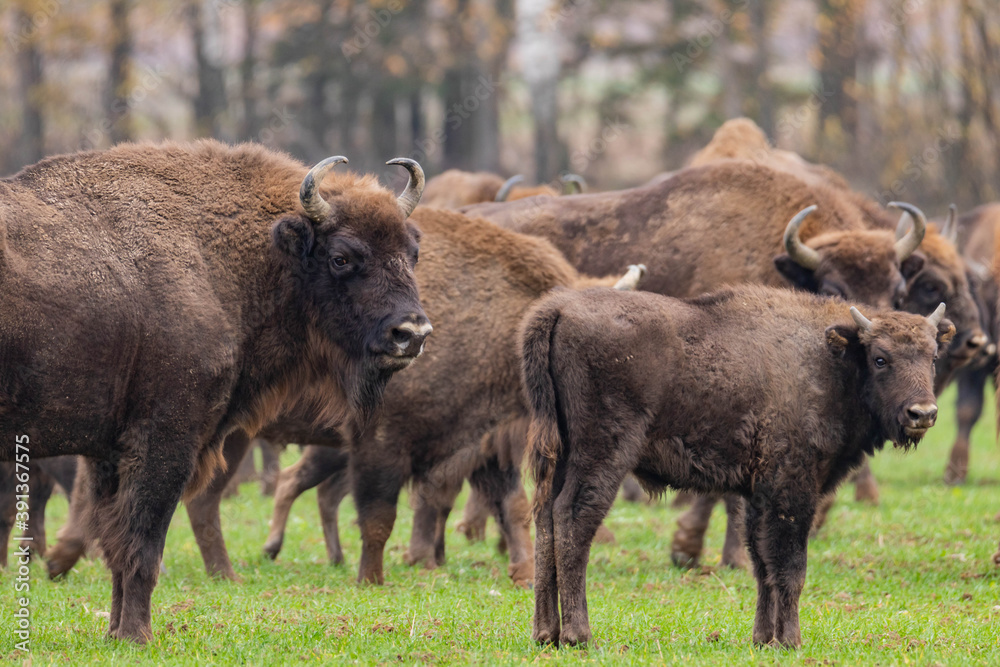 
impressive giant wild bison grazing peacefully in the autumn scenery