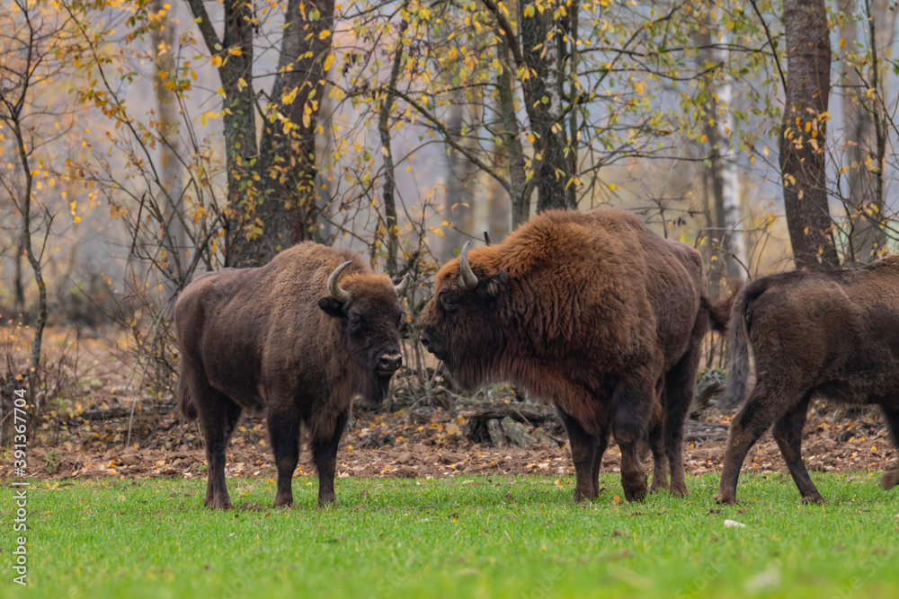 impressive giant wild bison grazing peacefully in the autumn scenery
impressive giant wild bison grazing peacefully in the autumn scenery