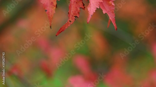 Orange leaves of japanese maple