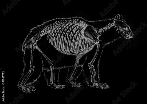 Anatomical sketch of a bear skeleton 