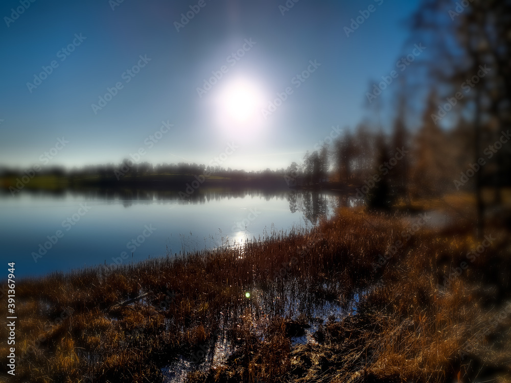 Fototapeta premium aquatic plants on the lake shore - Bogstad Gård