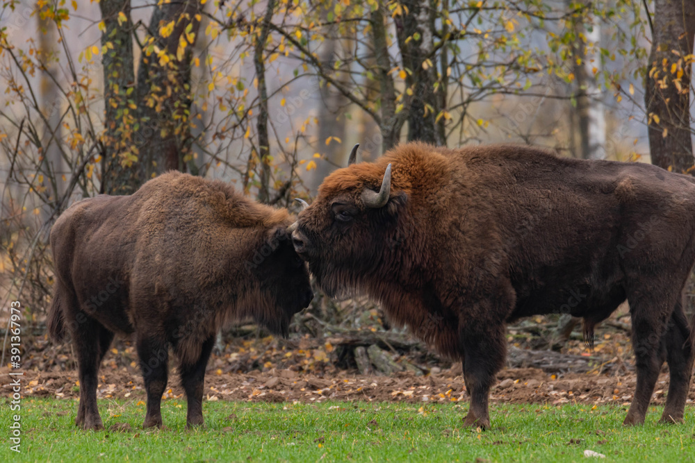 
impressive giant wild bison grazing peacefully in the autumn scenery