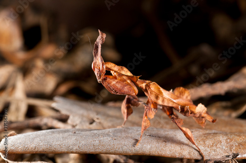 Ghost mantis (Phyllocrania paradoxa), Hymenopodidae