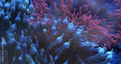 Bubble-tip anemone, (Entacmaea quadricolor) is a species of sea anemone. photo