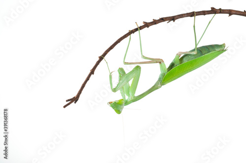 Giant asian mantis  (Hierodula sp.) on white background photo