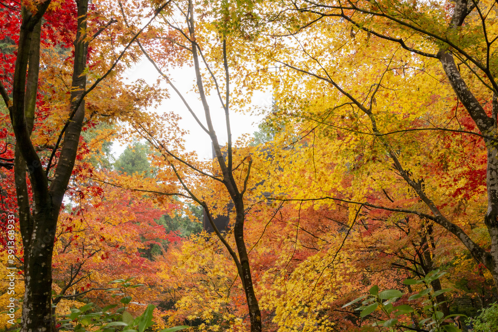 Autumn colors at the Japanese garden of Kongourinji, a temple in Shiga prefecture, Japan