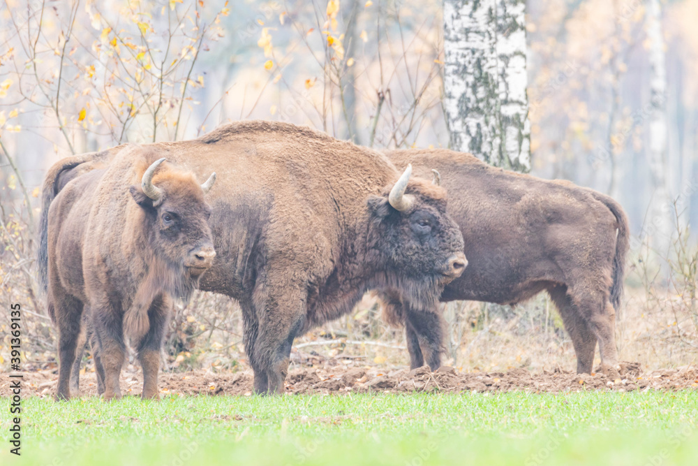 impressive giant wild bison grazing peacefully in the autumn scenery
impressive giant wild bison grazing peacefully in the autumn scenery