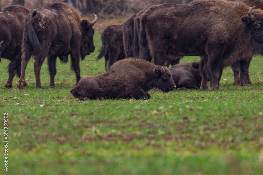 impressive giant wild bison grazing peacefully in the autumn scenery
impressive giant wild bison grazing peacefully in the autumn scenery