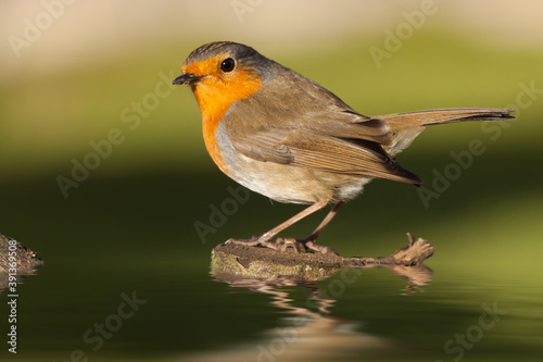 British robin redbreast close up on water © mreco
