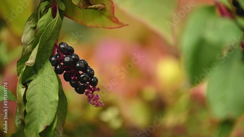 Ripe black elderberries natural background.