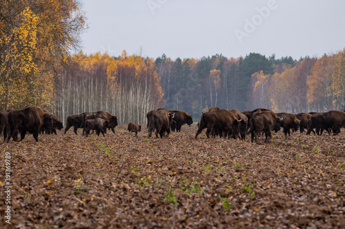  impressive giant wild bison grazing peacefully in the autumn scenery