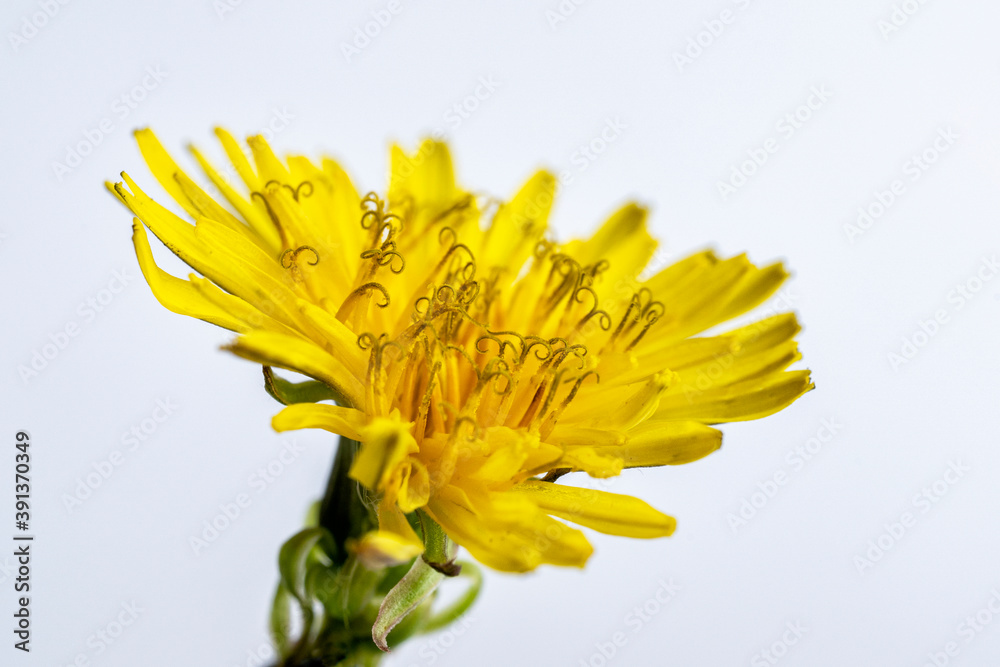 Fototapeta premium Close up of a yellow wildflower on a white background