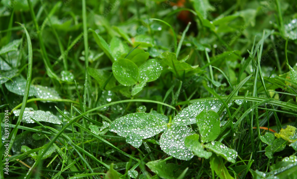 Clover (Trifolium) green fresh plant with transparent water drops on a surface of leaves. Lush greenery background. Wet grass. Rainy weather. Clover (Trifolium) green fresh plant with transparent water drops on a surface of leaves. Lush greenery background. Wet grass. Rainy weather.