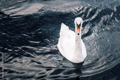 White Swan swims on black water, catches fish photo