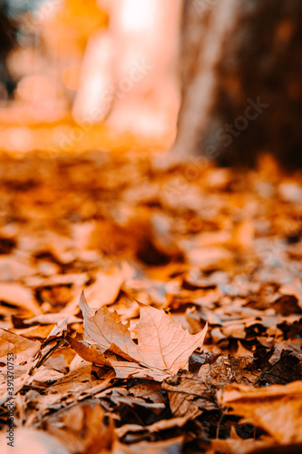 autumn leaves on the ground