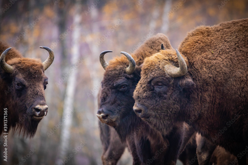 impressive giant wild bison grazing peacefully in the autumn scenery
impressive giant wild bison grazing peacefully in the autumn scenery