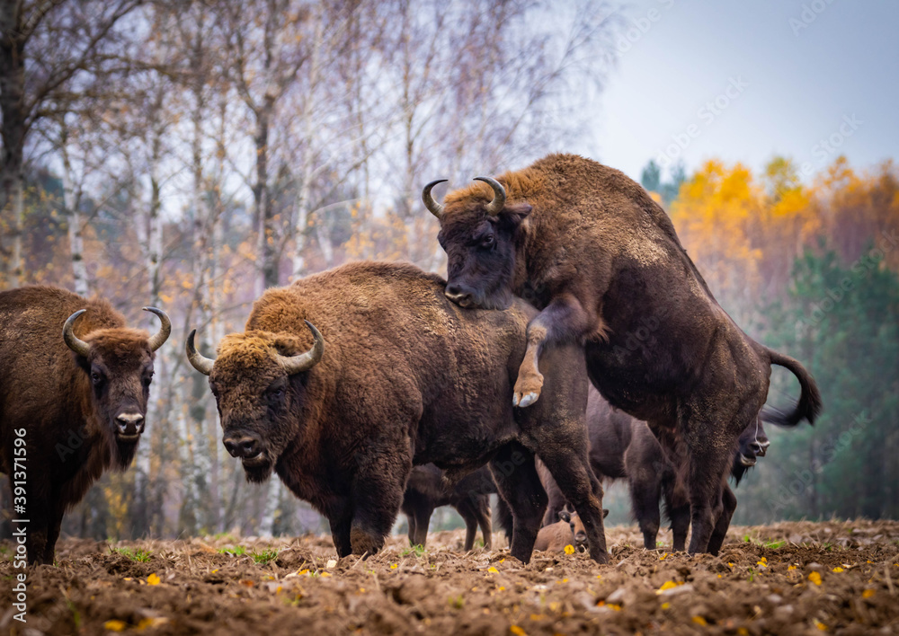 
impressive giant wild bison grazing peacefully in the autumn scenery