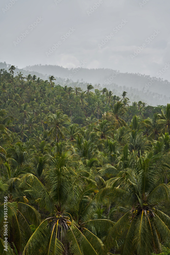 Tropical rainforest on foggy day in nature