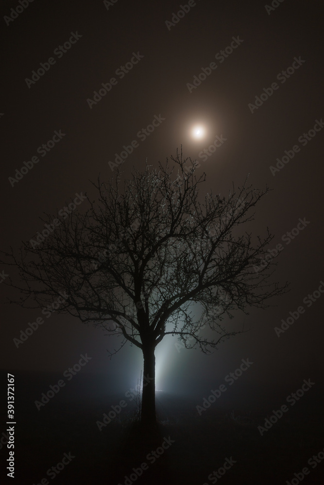 Winter tree in magical atmosphere with fog an moon shine Winter tree in magical atmosphere with fog an moon shine