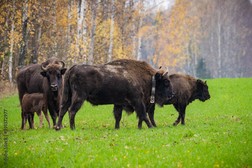 
impressive giant wild bison grazing peacefully in the autumn scenery