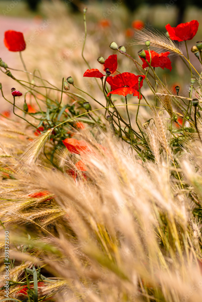 Fototapeta premium Mohn und Getreide