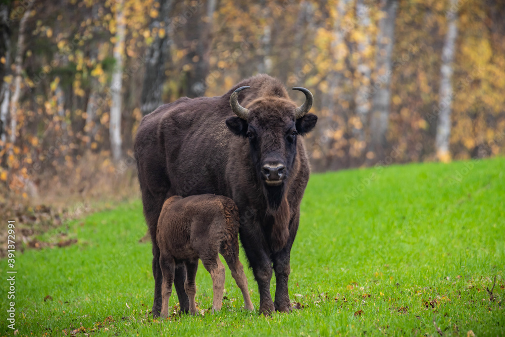 impressive giant wild bison grazing peacefully in the autumn scenery
impressive giant wild bison grazing peacefully in the autumn scenery