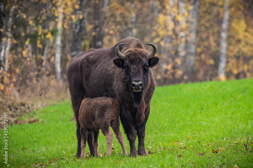 Fototapeta Naklejka Na Ścianę i Meble -  
impressive giant wild bison grazing peacefully in the autumn scenery