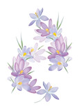 Light spring ornament from crocus flowers. Illustration isolated on white background.