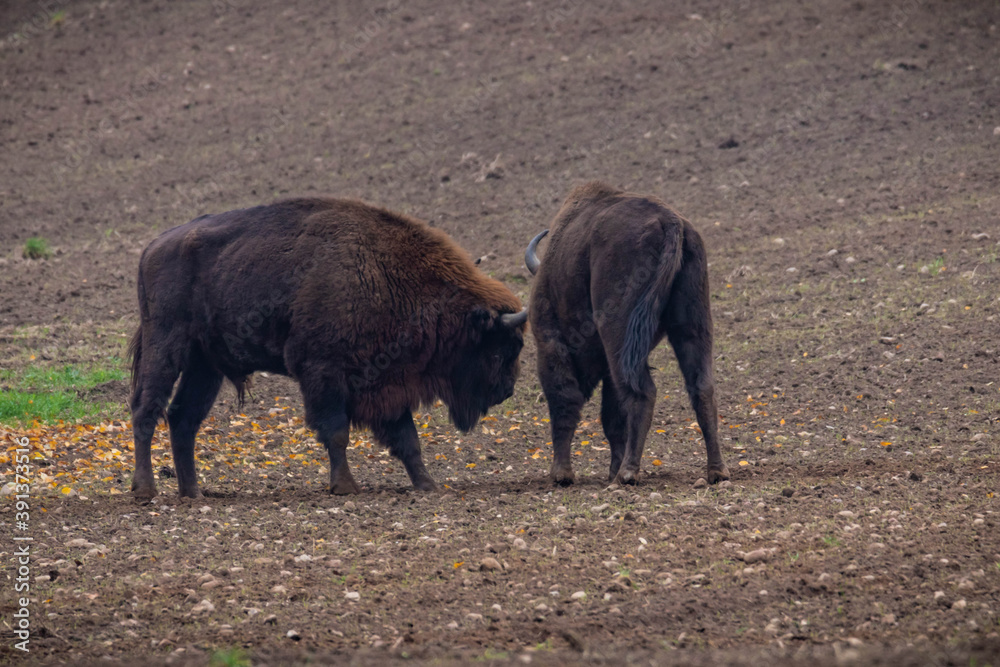 impressive giant wild bison grazing peacefully in the autumn scenery
impressive giant wild bison grazing peacefully in the autumn scenery
