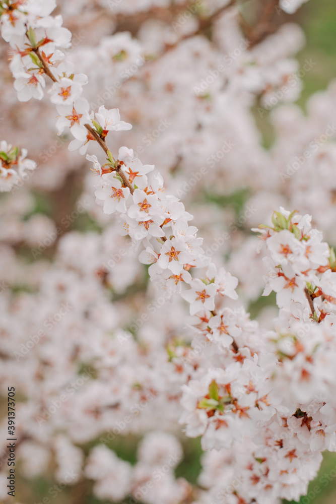 Blooming Cherry Tree at a shallow depth of field Blooming Cherry Tree at a shallow depth of field