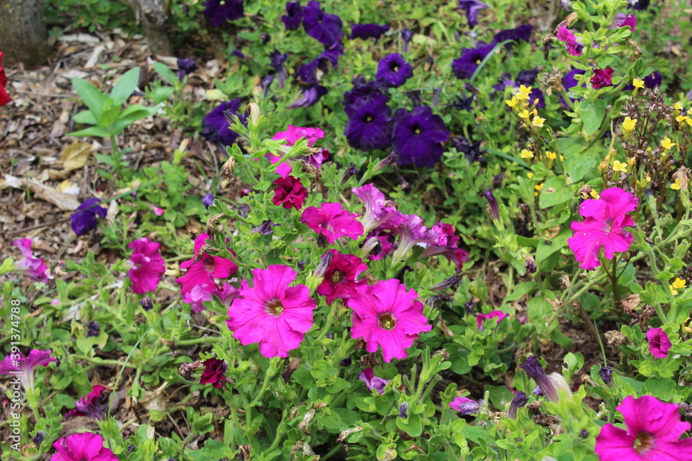 scorpion flowers SJV scorpion flowers SJV