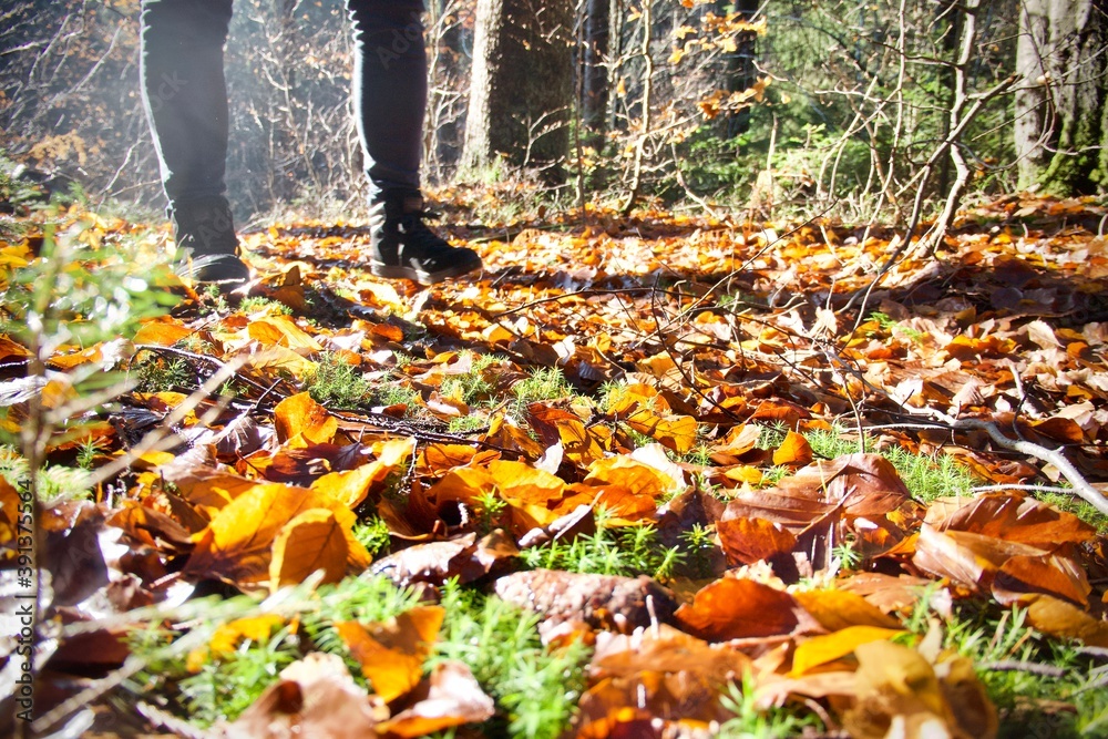 Fallen leaves in autumn in the forest in the mountains