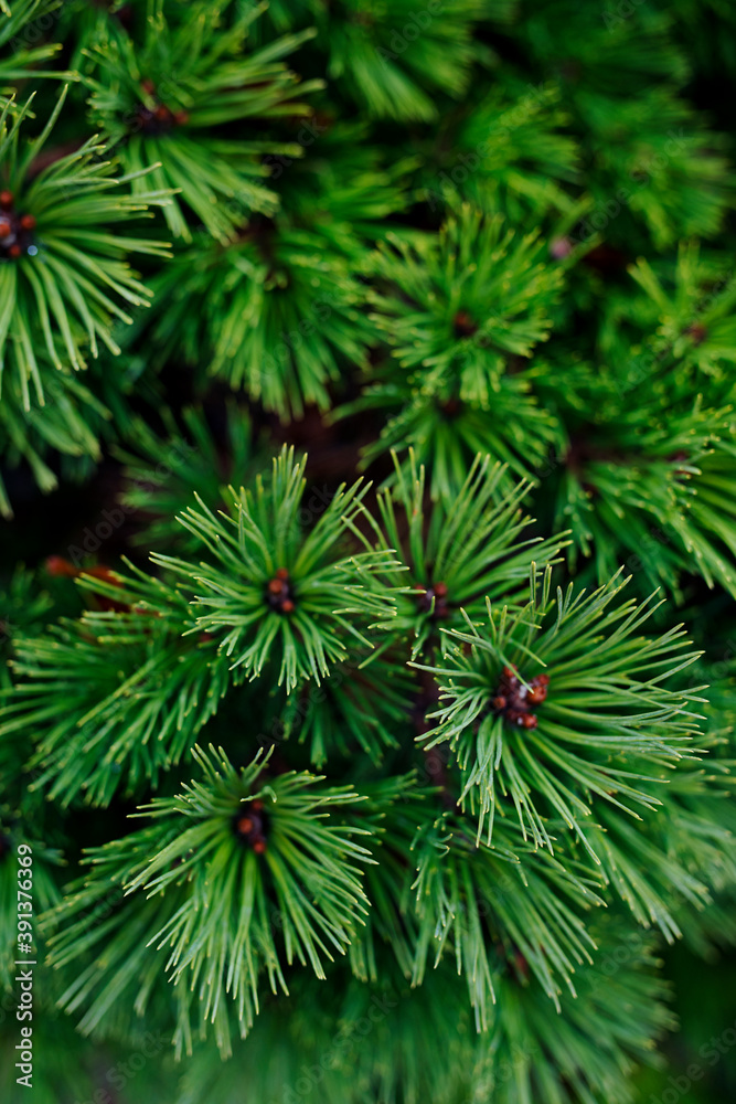 close up of a spruce tree branch close up of a spruce tree branch