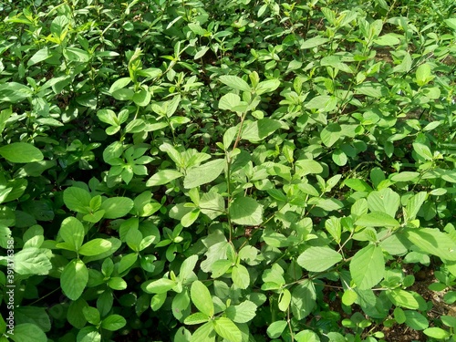 Sida rhombifolia (arrowleaf sida, Malva rhombifolia, rhombus-leaved sida, Paddy's lucerne, jelly leaf, Cuban jute, Queensland-hemp, Indian hemp) in the nature background.