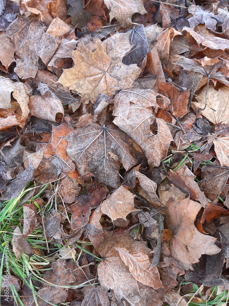 Autumn frost on the grass and fallen leaves of maple and ash