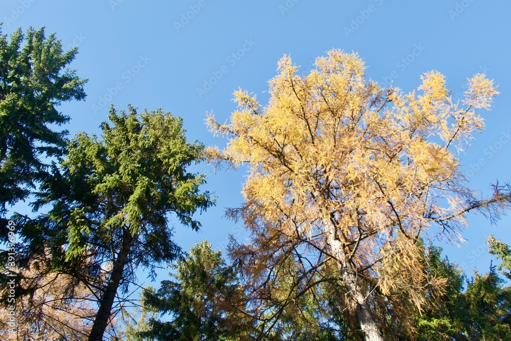 spruce and larch in autumn in the mountains spruce and larch in autumn in the mountains