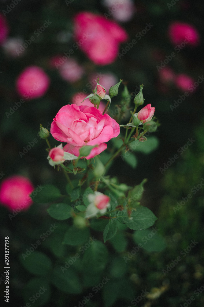 bright fluo pink rose blossoming bright fluo pink rose blossoming