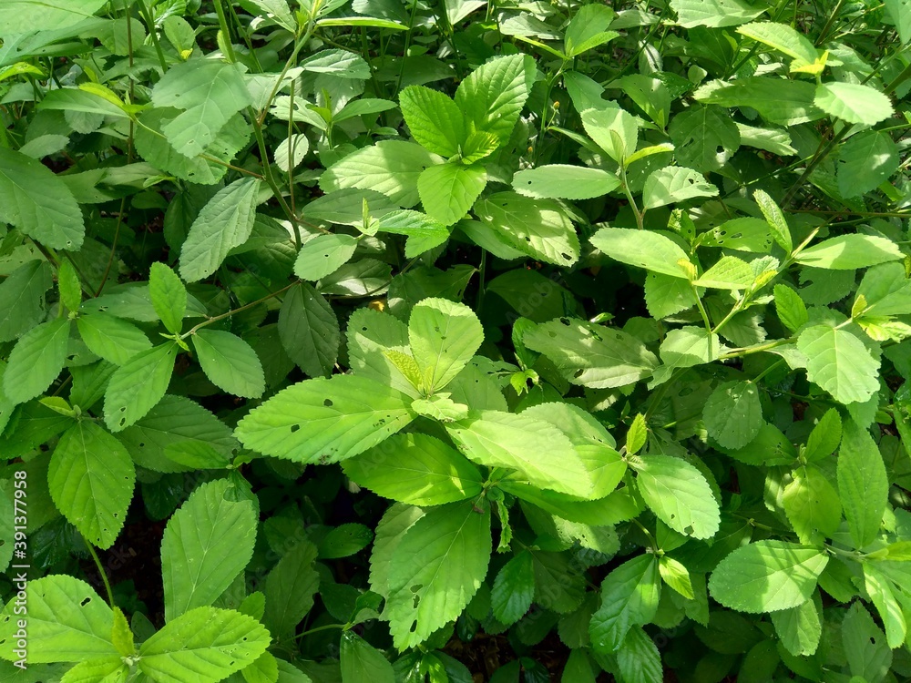 Sida rhombifolia (arrowleaf sida, Malva rhombifolia, rhombus-leaved sida, Paddy's lucerne, jelly leaf, Cuban jute, Queensland-hemp, Indian hemp) in the nature background. Sida rhombifolia (arrowleaf sida, Malva rhombifolia, rhombus-leaved sida, Paddy's lucerne, jelly leaf, Cuban jute, Queensland-hemp, Indian hemp) in the nature background.