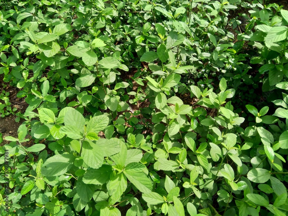 Sida rhombifolia (arrowleaf sida, Malva rhombifolia, rhombus-leaved sida, Paddy's lucerne, jelly leaf, Cuban jute, Queensland-hemp, Indian hemp) in the nature background. Sida rhombifolia (arrowleaf sida, Malva rhombifolia, rhombus-leaved sida, Paddy's lucerne, jelly leaf, Cuban jute, Queensland-hemp, Indian hemp) in the nature background.