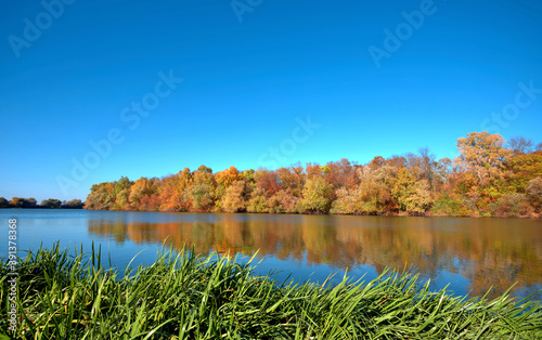 Reflection of a beautiful autumn forest in the river  against the background of a clear blue sky without clouds  with green sedge in the foreground