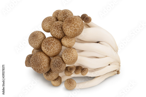 Brown beech mushrooms or Shimeji mushroom isolated on white background with clipping path and full depth of field. photo