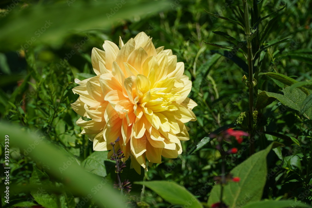 Fleur jaune Fleur jaune