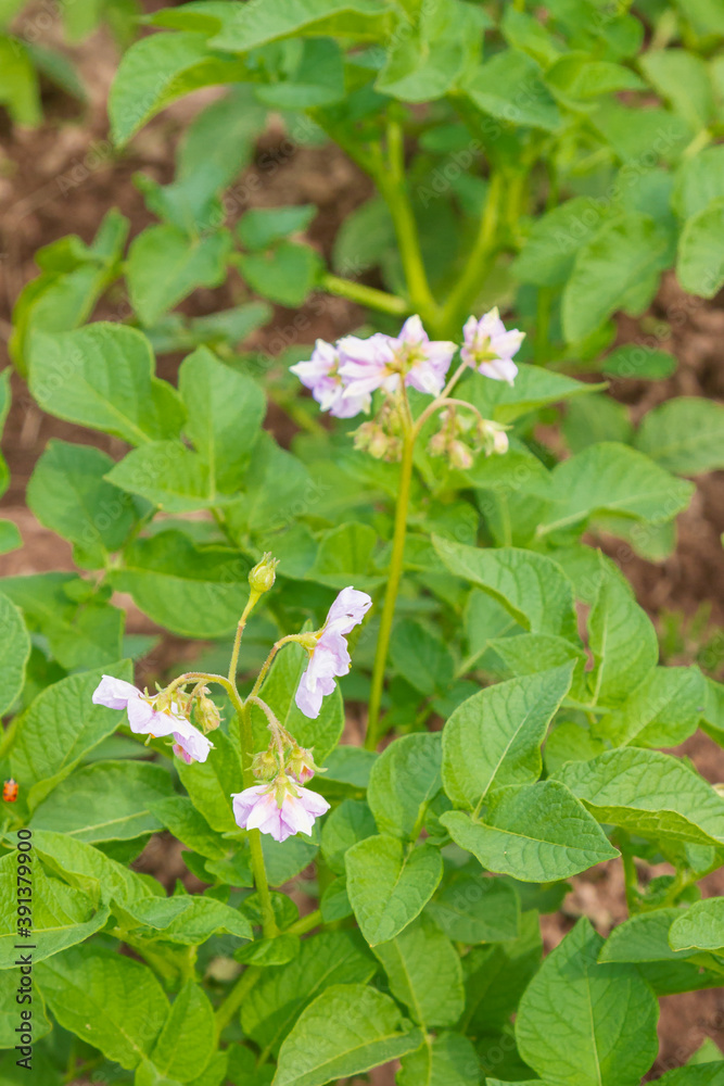 Potato blooms with white flowers on the beds in summer Potato blooms with white flowers on the beds in summer